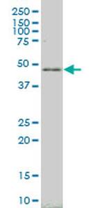 LHX4 Antibody in Western Blot (WB)