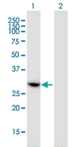HAUS1 Monoclonal Antibody (1E3)