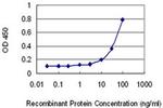 HIPK4 Antibody in ELISA (ELISA)