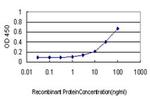 Septin-10 Antibody in ELISA (ELISA)
