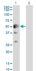 Septin-10 Antibody in Western Blot (WB)