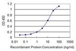 CNKSR3 Antibody in ELISA (ELISA)