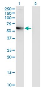 CCDC83 Antibody in Western Blot (WB)