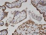 Adenylate Kinase 9 Antibody in Immunohistochemistry (PFA fixed) (IHC (PFA))