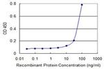 ZKSCAN4 Antibody in ELISA (ELISA)