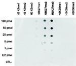 H3K27me2 Antibody