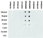 H3K27me2 Antibody in Peptide array (ARRAY)