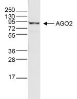 AGO2 Antibody in Western Blot (WB)