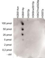 Phospho-Histone H2B (Ser14) Antibody
