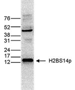 Phospho-Histone H2B (Ser14) Monoclonal Antibody