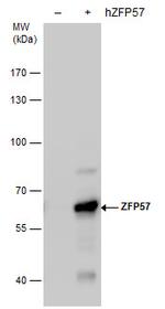 ZFP57 Antibody in Western Blot (WB)