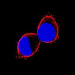 Prominin 2 Antibody in Immunocytochemistry (ICC/IF)