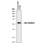DR3 Monoclonal Antibody (59204)