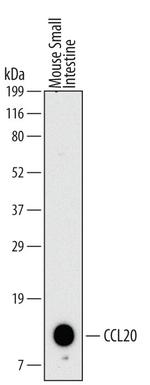 MIP-3 alpha Monoclonal Antibody (114906)