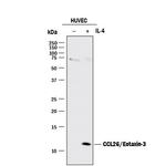 Eotaxin 3 Monoclonal Antibody (115002)