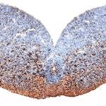 SHH Monoclonal Antibody (171018)