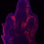 CD105 Antibody in Immunohistochemistry (Frozen) (IHC (F))