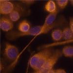 RELM alpha Antibody in Immunocytochemistry (ICC/IF)