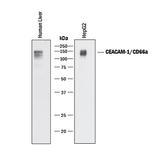 CEACAM1 Antibody in Western Blot (WB)