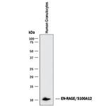 S100A12 Monoclonal Antibody (161205)