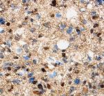 OLIG1 Monoclonal Antibody (257219)