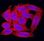 FGF20 Antibody in Immunocytochemistry (ICC/IF)