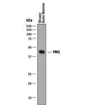 CHIL3 Monoclonal Antibody (281926)