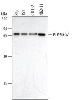 MEG2 Monoclonal Antibody (291835)