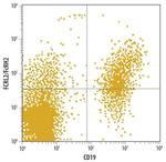 FCRL2/FCRL5 Monoclonal Antibody (296902)