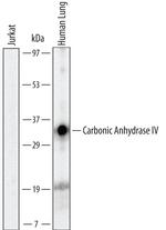 Carbonic Anhydrase IV Monoclonal Antibody (310413)
