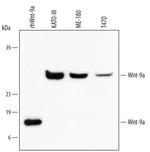 WNT9A Monoclonal Antibody (326711)