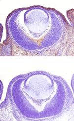 Syntaxin 2 Monoclonal Antibody (338930)
