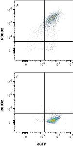 ROBO2 Monoclonal Antibody (356001)