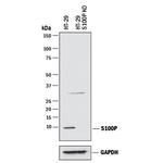 S100P Antibody in Western Blot (WB)