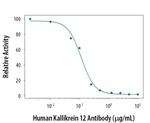 Kallikrein 12 Antibody