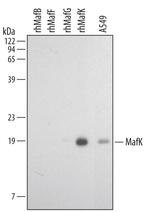 MAFK Monoclonal Antibody (381923)