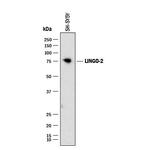 LINGO2 Monoclonal Antibody (382007)