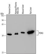 PON3 Monoclonal Antibody (454929)