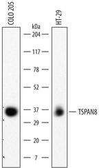 TSPAN8 Antibody in Western Blot (WB)