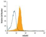 mGluR5 Monoclonal Antibody (464818)