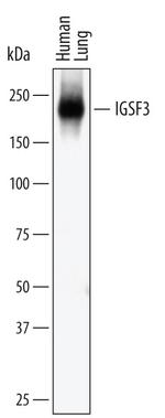 IGSF3 Monoclonal Antibody (503621)