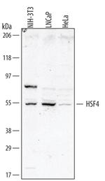 HSF4 Antibody in Western Blot (WB)