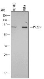 PPM1G Monoclonal Antibody (528322)