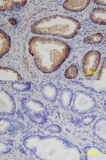 Prostasin Antibody in Immunohistochemistry (Paraffin) (IHC (P))