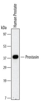 Prostasin Antibody in Western Blot (WB)