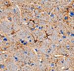 ANGPTL7 Antibody in Immunohistochemistry (Frozen) (IHC (F))