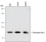 TXNL5 Monoclonal Antibody (544710)
