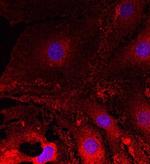 Plexin A2 Antibody in Immunocytochemistry (ICC/IF)