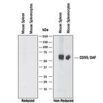 CD55 Monoclonal Antibody (583905)
