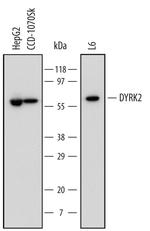 DYRK2 Monoclonal Antibody (599542)